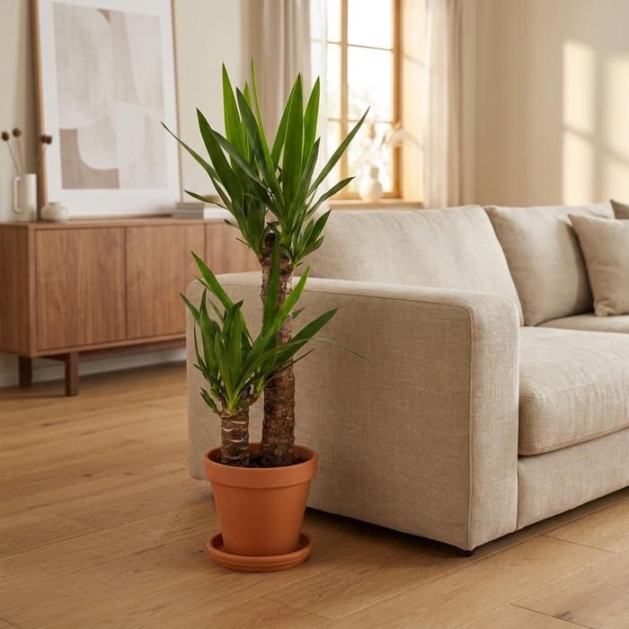 Bloomique Lot De 2 Yucca Elephantipes - Plante Intérieur Purifiante - Pot 12cm - 35-45cm - Entretien Facile