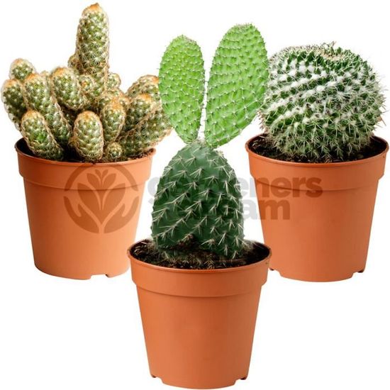 Kit De 3 Succulentes En Pot - Plantes D'Intérieur Faciles D'Entretien Pour Maison/Bureau | Idée Cadeau Verte