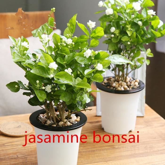 plante jasmin interieur