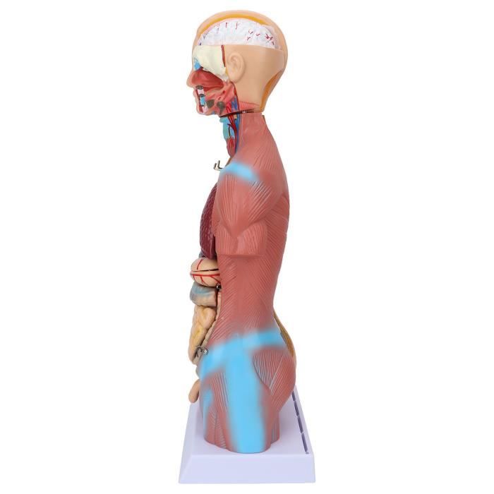 Modèle anatomique du torse du corps humain, utilisé pour enseigner