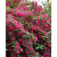 Arbuste à fleurs rouges-Weigela Bristol Ruby-Floraison prolifique spectaculaire et renouvelée de mai à juillet-20-30cm-Adulte:2M