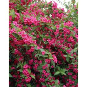 ARBRE - BUISSON Arbuste à fleurs rouges-Weigela Bristol Ruby-Floraison prolifique spectaculaire et renouvelée de mai à juillet-20-30cm-Adulte:2M
