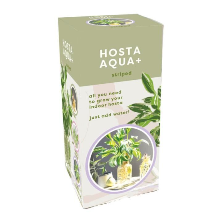 Kit tout prêt - Plante Hosta Aqua Bicolore - Type de graine: Fleurs - Couleur de la fleur: Bicolore