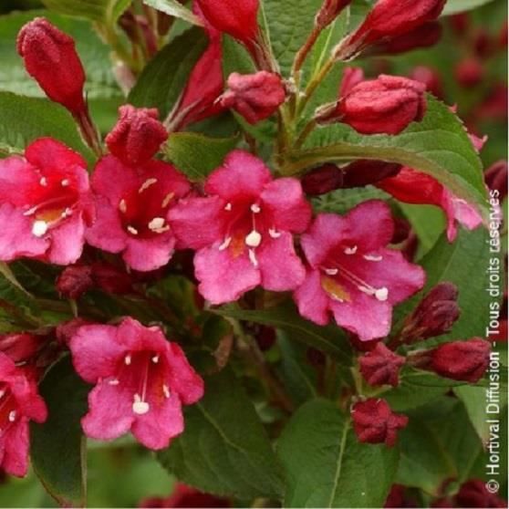 Arbuste à fleurs rougesWeigela Bristol RubyFloraison prolifique