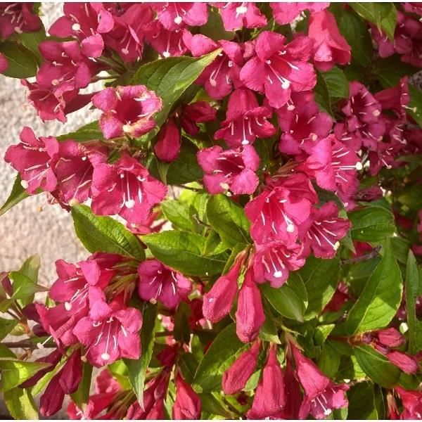 Arbuste à fleurs rougesWeigela Bristol RubyFloraison prolifique