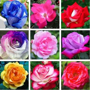 GRAINE - SEMENCE 100 pcs-sac Graines de plantes Tolérantes à la sécheresse Naturel Excellent mélange Couleur Rose Fleur A177