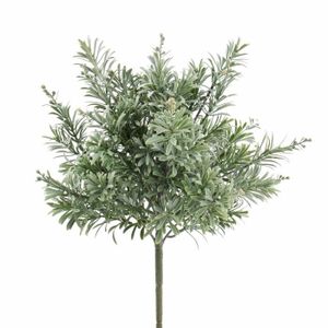 Ma Planete Jardin Cotoneaster Lacteus Un Arbuste A La