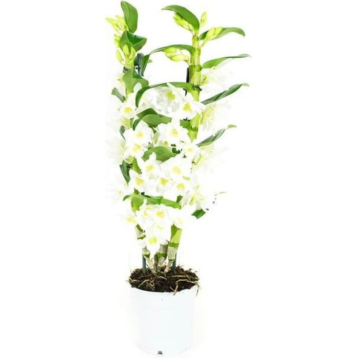 Orchidée Grandiflora blanche 1 tige avec pot en céramique 14cm