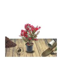 Lilas des Indes Dynamite - Pot de 4L - Rouge - Arbustif