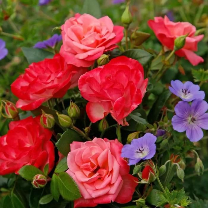 Rosier Boules Rouges Rosier bicolore rouge Enjoy floribunda en pot 3L - Cdiscount Jardin