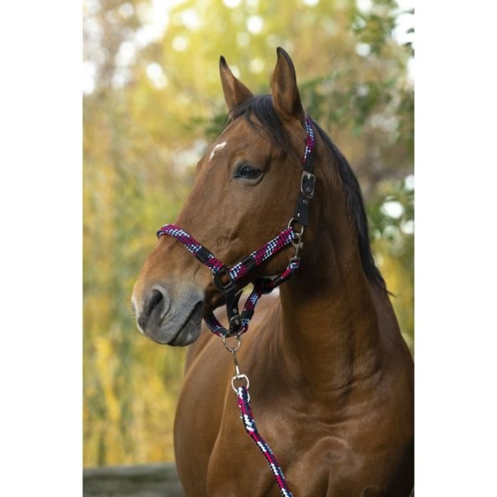 Comparer les prix de Licol + longe NORTON "Tressé" - Couleur : fuchsia/bleu ciel/marine, Taille : cheval