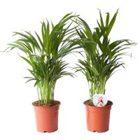 Plantes d'intérieur – 2 × palmier d'Arec – Hauteur: 65 cm X661