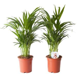PLANTE POUSSÉE Plantes d'intérieur – 2 × palmier d'Arec – Hauteur: 65 cm X661