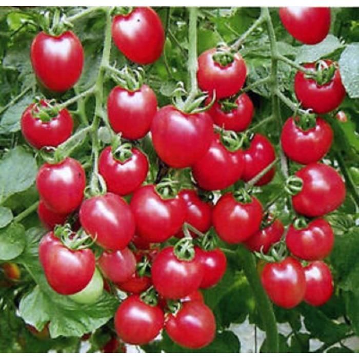 50 Graines de tomates cerises