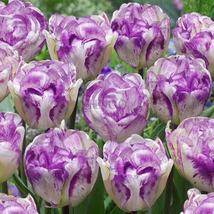 Version 13 - Pièces Couleur Rare Violet Et Blanc Double Tulipe Bulbes  Bonsaï Maison Jardin En Pot Plantes Vivaces De Fleurs #76 - Cdiscount Jardin