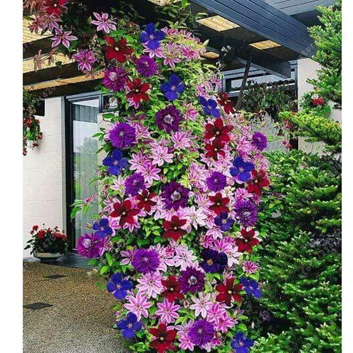 100 Graines Fleur De Lotus - Couleurs Mélangées - Pour Bassin, Jardin, Balcon - Facile à Planter