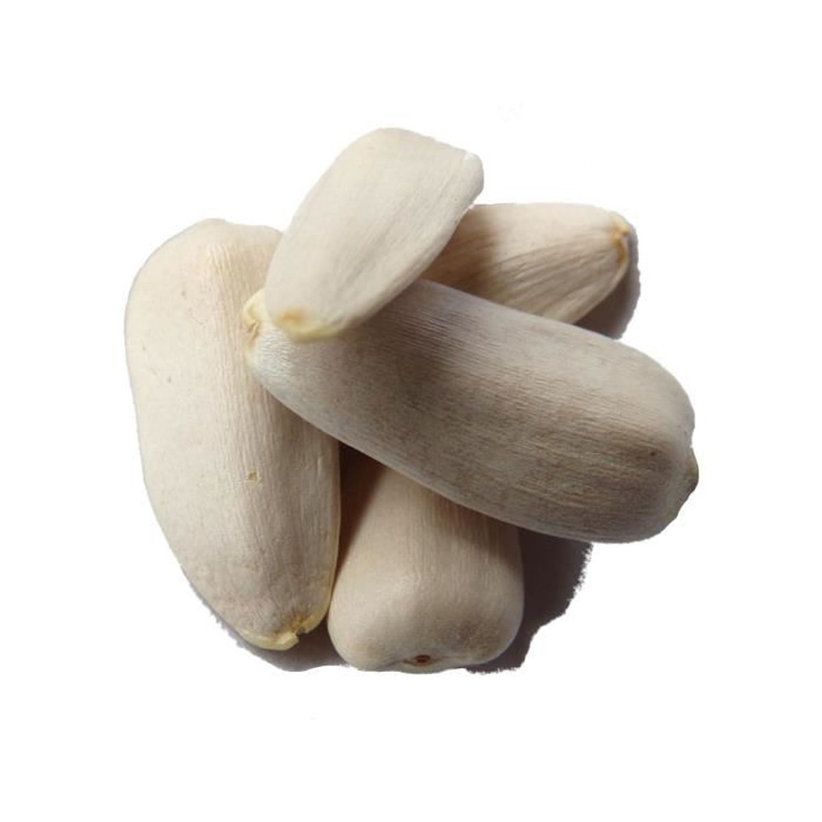 Graine De Tournesol Achat Vente Graine De Tournesol Pas Cher