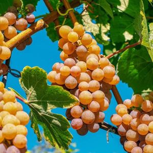 ARBRE - BUISSON Arbre-Grimpantes fruitière-Vigne fraise Noah-Pot de 1,5L - 20/50 cm-BELLEVUE DISTRIBUTION-Pot de 1,5L - 20/50 cm-BELLEVUE DISTRIBUTI