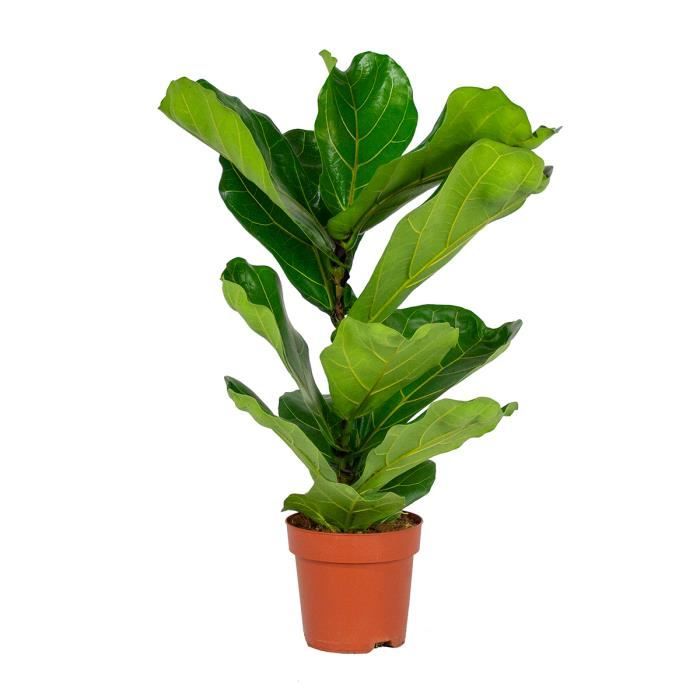 Ficus Lyrata 'Enfant' - BLOOMIQUE - Plante d'intérieur - Diamètre 17 cm - Hauteur 60-65 cm