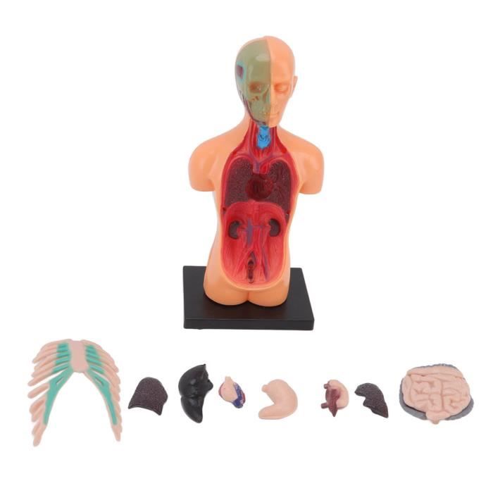 Modèle Torse Humain 26.9cm - 15 Organes Amovibles - Éducation Scientifique Enfants - Ultrassist