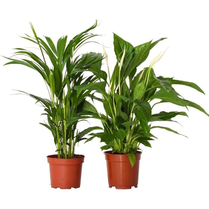 Plante d'intérieur - asplenium nidus 45cm - plante d'intérieur 45cm