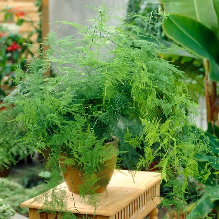 Asparagus Plumosus 35cm - Plante d'intérieur- La Green Touch - Jardiland
