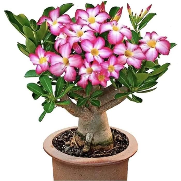 WEYE-Adenium Obesum-Rose du désert,De Fleurs Plante Vivace Jardin Balcon Plante Décoration-B 