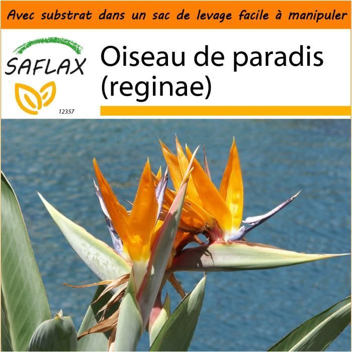 Saflax Jardin Dans Le Sac Oiseau De Paradis Reginae 5 Graines Strelitzia Reginae