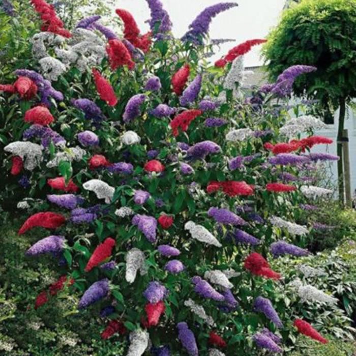 A Guide To Northeastern Gardening Feature Plant Dwarf Butterfly Bush