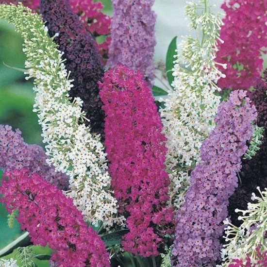 Buddleia Davidii Patriot Arbre Aux Papillons Bleu Blanc Rouge