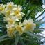 Nerium Oleander Commandant Barthelemy Laurier Rose à