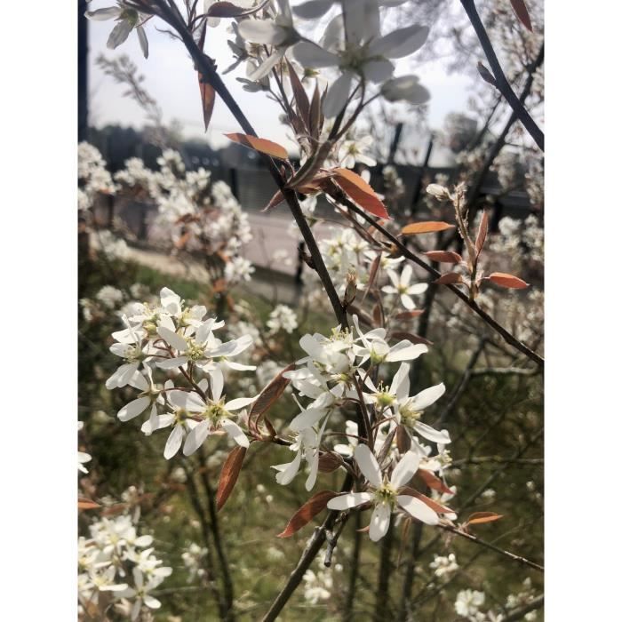 Amelanchier lamarckii - AMELANCHE 60 cm en pot - Cdiscount Jardin