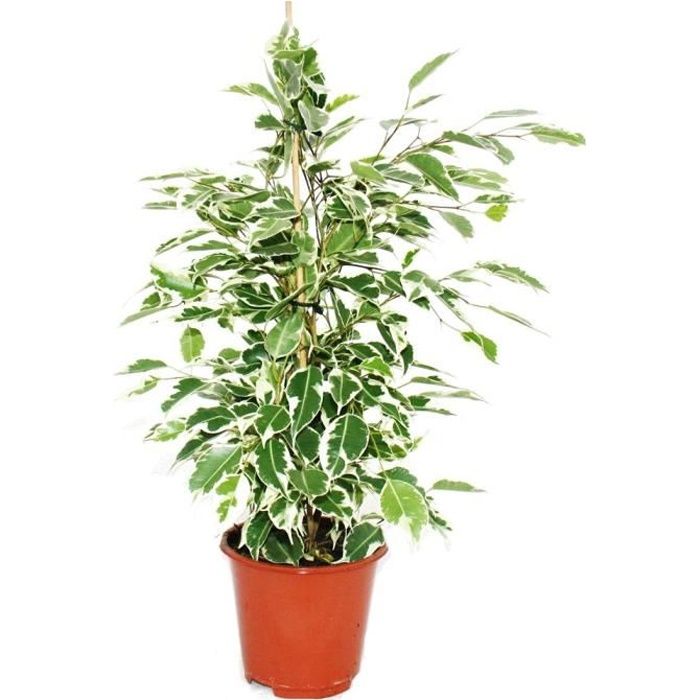 Ficus benjamini -Twilight-, bouleau figue 14cm