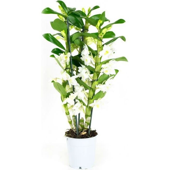 Orchidée Fleur Blanche | Dendrobium | Plante interieur | Hauteur 55 cm | Pot 11 cm | Entretien facile
