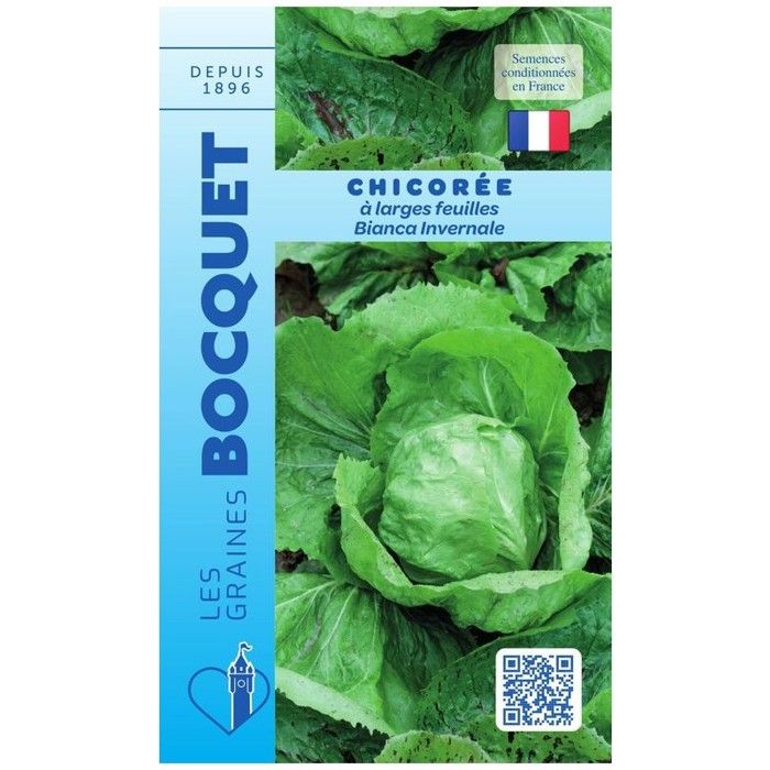 Graine - Semence - Chicorée à large feuille Bianca Invernale