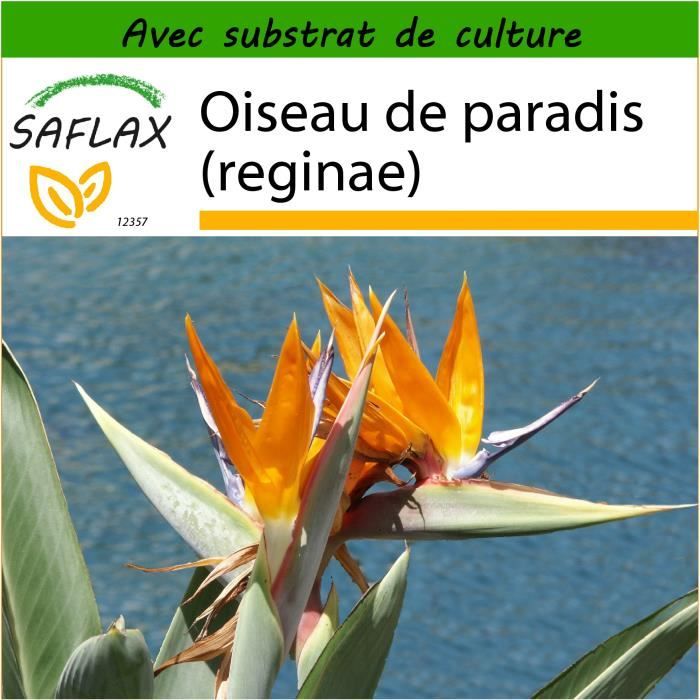 Saflax Oiseau De Paradis Reginae 5 Graines Avec Substrat Strelitzia Reginae