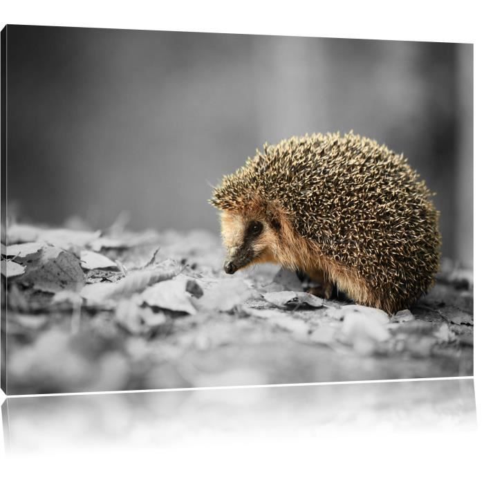 Toile Imprime Petit Herisson En Feuilles Noir Blanc Completement Encadrees Avec Civiere Wall Art Print Sur Le Cadreformat 60 Cdiscount Maison