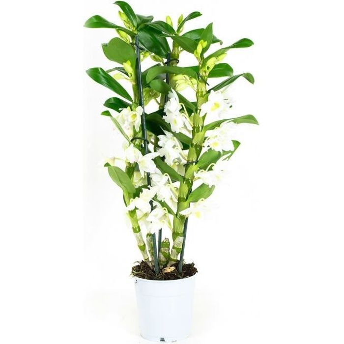 Orchidée Bambou Blanche Entretien Orchidee Fleur Blanche Dendrobium Plante Interieur Hauteur