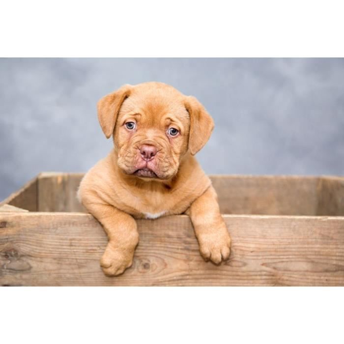 Poster Chiot Cdiscount