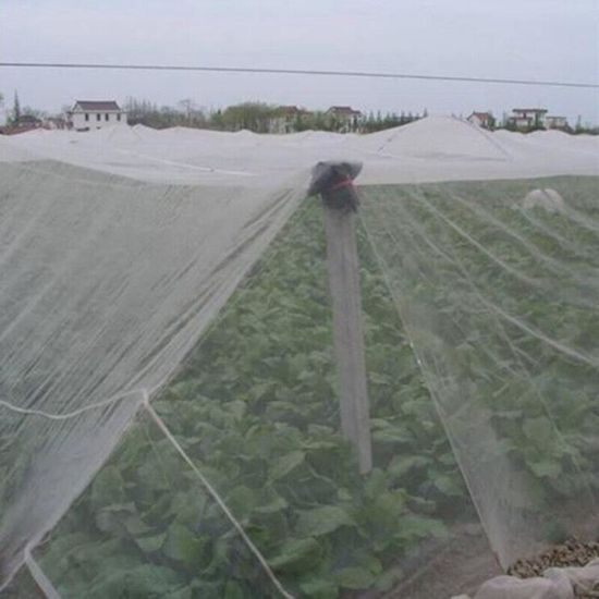 Filet anti-insectes arbres fruitiers 5,20 x 5m - Distriartisan