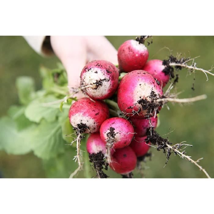 Graines De Navet Marteau – 500 Graines Naturelles, Goût Sucré, Croissance Rapide – Légume Riche En Vitamines