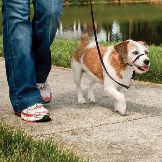 Meilleurs prix pour Premier - Licol Easy Walk Premier M