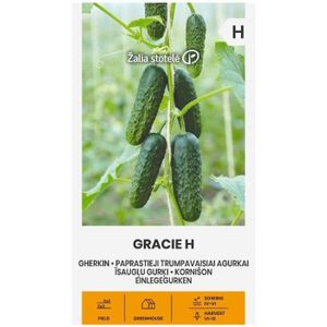 CORNICHONS OLIVES CORNICHONS GRACIE H des Graines | Légumes | Plantes | Jardin | 1 Paquet.[Y639]