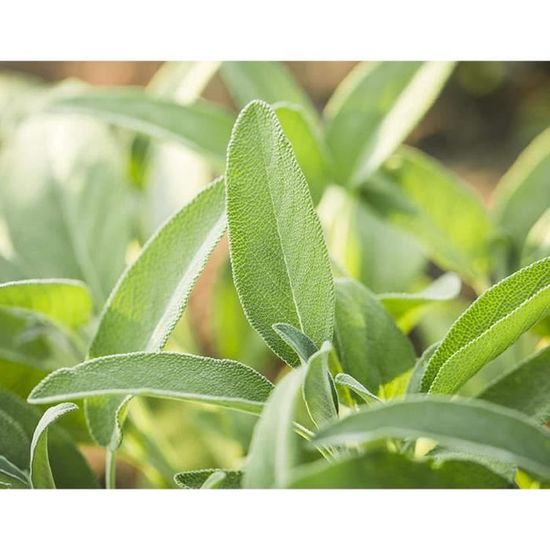 Semences - Sauge Officinale bio - 150 graines - Ferme de Sainte Marthe
