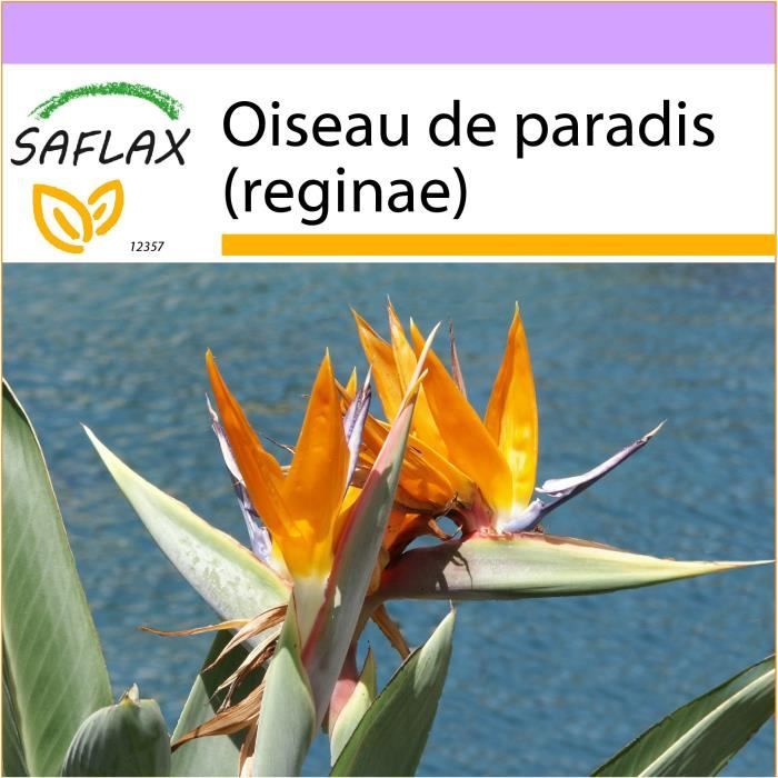 Saflax Oiseau De Paradis Reginae 5 Graines Strelitzia Reginae