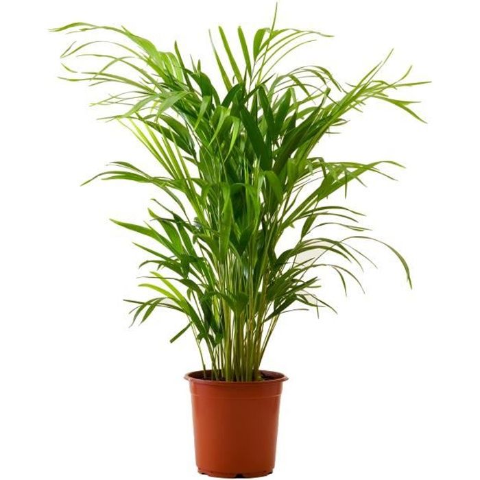 Palmier Areca Dypsis Lutescens Plante Verte Plante D Interieur Hauteur 100 Cm Pot 21 Cm Entretien Facile Cdiscount Jardin