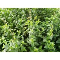 Sachet de  Menthe verte - 0,5 g - légume feuille - LES GRAINES BOCQUET