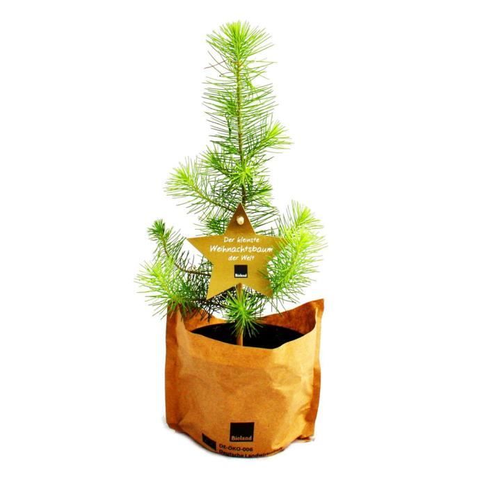 Exotenherz Le plus petit sapin de Noël du monde Pin méditerranéen
