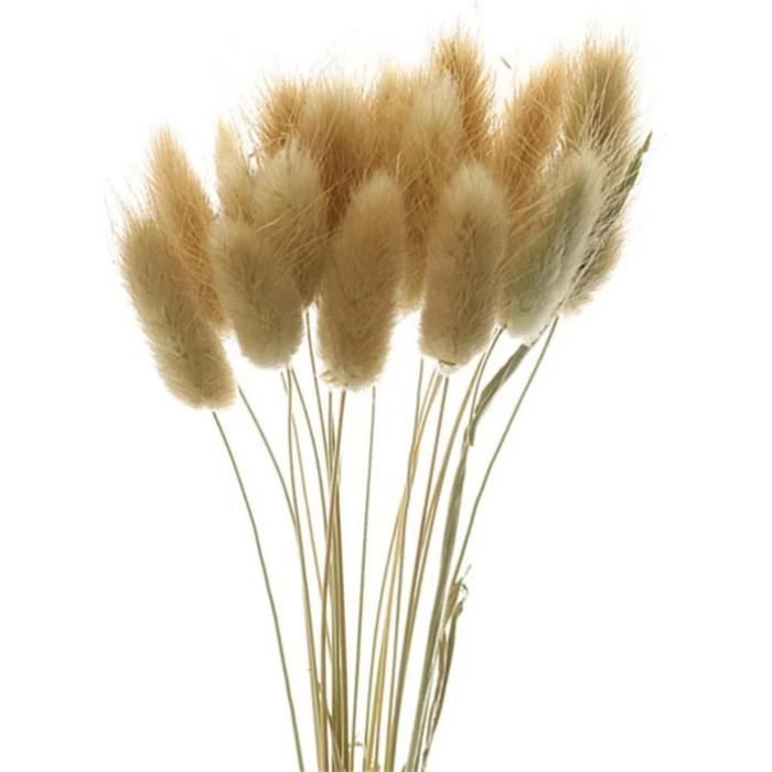 Fleurs Séchées De Queues De Lapin,10 Pièces 45 Cm Queue De Lapin Fleur Séchée Naturelle Pampas