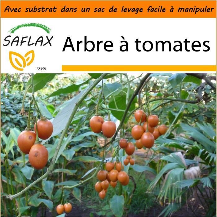 SAFLAX - Jardin dans le sac - Arbre à tomates - 50 graines - Cyphomandra betacea